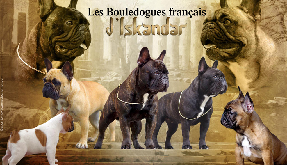 un elevage bouledogue français de qualité? Iskandar un elevage bouledogue français de qualité? Iskandar